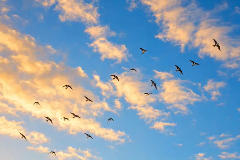 Birds flying across a bright blue morning sky, hopeful midweek blessings