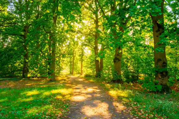 Sunny park path lined with tall green trees